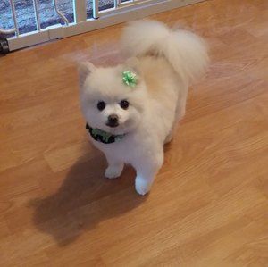 Meet your Posher, Michelle